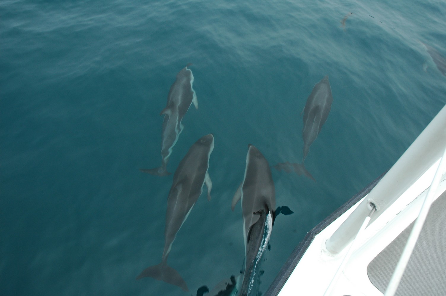 197   30 01   Kaikoura